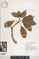 Blakea parasitica image