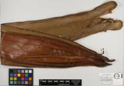 Archontophoenix purpurea image