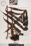 Microsorum membranifolium image