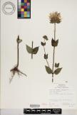 Monarda lindheimeri image