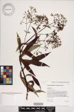 Dubautia pauciflorula image