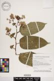 Trichospermum ledermannii image