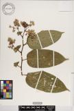 Trichospermum ledermannii image