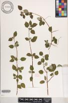 Dissotis rotundifolia image