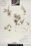 Asplenium fragrans image