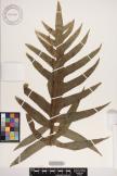 Microsorum membranifolium image