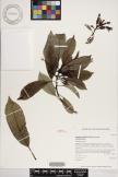 Clermontia parviflora image