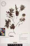 Artemisia australis image
