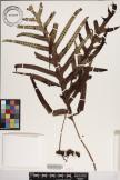 Microsorum powellii image