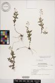 Galium kinuta image