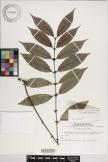 Lasianthus japonicus image