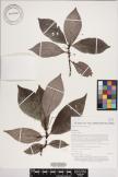 Psychotria hombroniana image