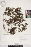 Acanthospermum australe image