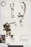 Plectranthus parviflorus image