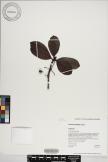 Psychotria grandiflora image