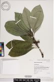 Pittosporum kauaiense image