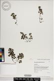 Pilea peploides image