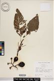 Solanum viride image