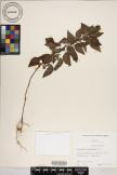 Acalypha lanceolata image