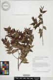 Decaspermum fruticosum image