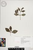 Achyranthes mutica image