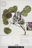 Cheirodendron platyphyllum image