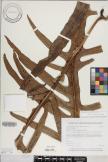 Microsorum commutatum image