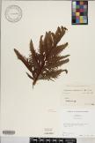 Microsorum commutatum image