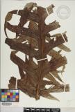 Microsorum commutatum image