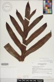 Microsorum membranifolium image