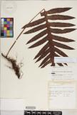 Microsorum parksii image