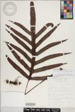 Microsorum powellii image