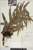 Microsorum commutatum image