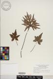 Doryopteris palmata image