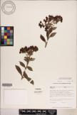 Dubautia laxa subsp. hirsuta image