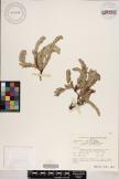 Phyllanthus marianus image