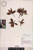 Dubautia laxa subsp. laxa image