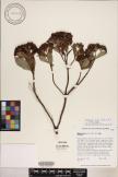 Dubautia laxa subsp. laxa image