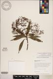 Dubautia pauciflorula image