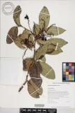 Antidesma platyphyllum var. platyphyllum image