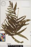 Cyclosorus heterocarpus image