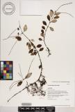 Peperomia blanda image