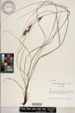 Carex meyenii image