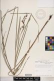 Machaerina mariscoides subsp. meyenii image