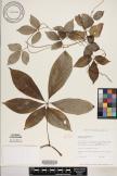 Dioscorea pentaphylla image
