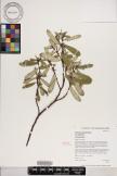 Euphorbia celastroides var. celastroides image