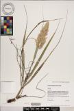 Eragrostis variabilis image