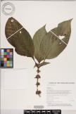 Hedyotis cornifolia image