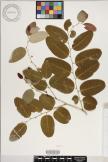 Phyllanthus rupiinsularis image