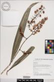 Alpinia pubiflora image